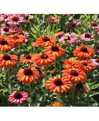 kopia Jeżówka '‘Sunseekers Mineola’' Echinacea