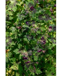 Bodziszek 'Samobor' Geranium phaeum