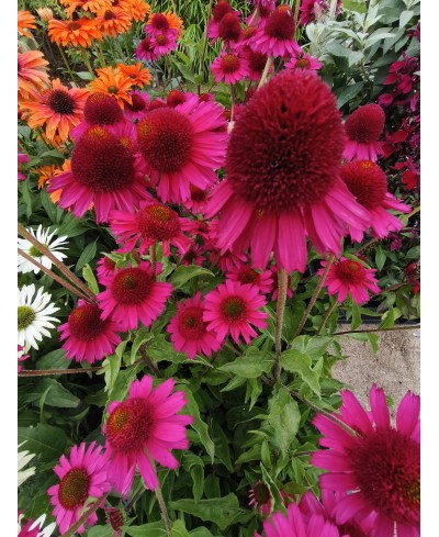 Jeżówka 'Delicious Candy' – Neonowy Róż i Pełne Kwiaty | Lavender-Byliny