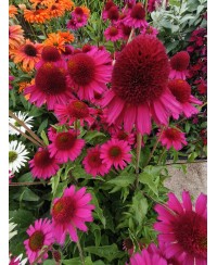 Jeżówka 'Delicious Candy' – Neonowy Róż i Pełne Kwiaty | Lavender-Byliny