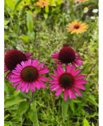 Jeżówka 'Delicious Candy' – Neonowy Róż i Pełne Kwiaty | Lavender-Byliny