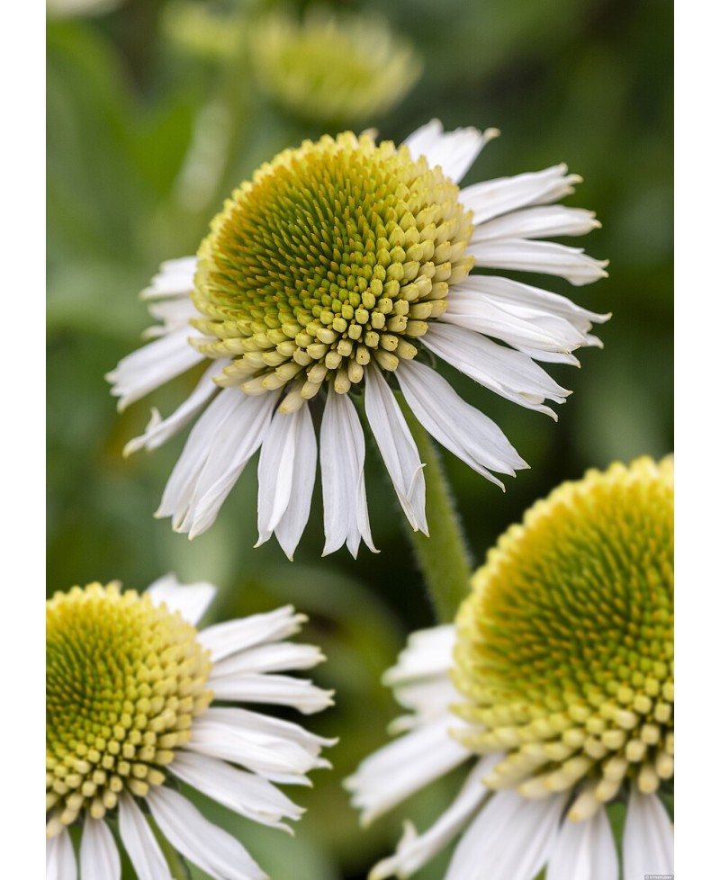 Jeżówka 'Delicious Candy White' – Pełna Biała Pomponowa | Nowość
