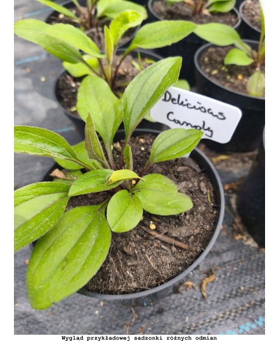 Jeżówka 'Sombrero Double Rose' – Pełna Różowa Pomponowa | Lavender-Byliny.pl