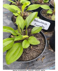 Jeżówka Bolero Yellow – kompaktowa biało-żółta odmiana | Lavender-Byliny.pl