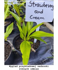 Jeżówka 'Sombrero Double Lime' – Pełna Limonkowa | Lavender-Byliny