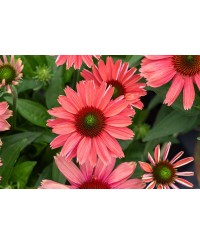 Jeżówka SunMagic 'Vintage Watermelon' (Echinacea)