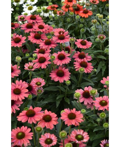 Jeżówka SunMagic 'Vintage Watermelon' (Echinacea)