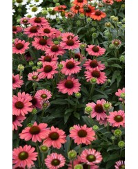 Jeżówka SunMagic 'Vintage Watermelon' (Echinacea)
