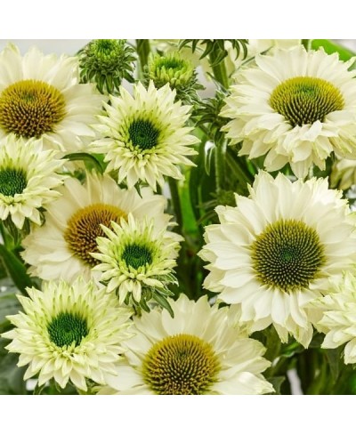 Jeżówka 'SunSeekers White Perfection' (Echinacea)