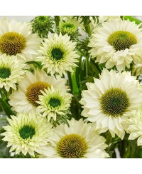Jeżówka 'SunSeekers White Perfection' (Echinacea)