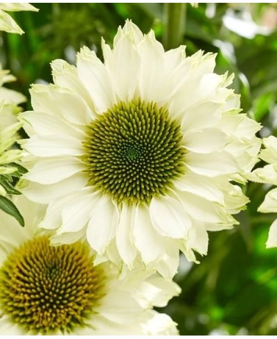 Jeżówka 'SunSeekers White Perfection' (Echinacea)