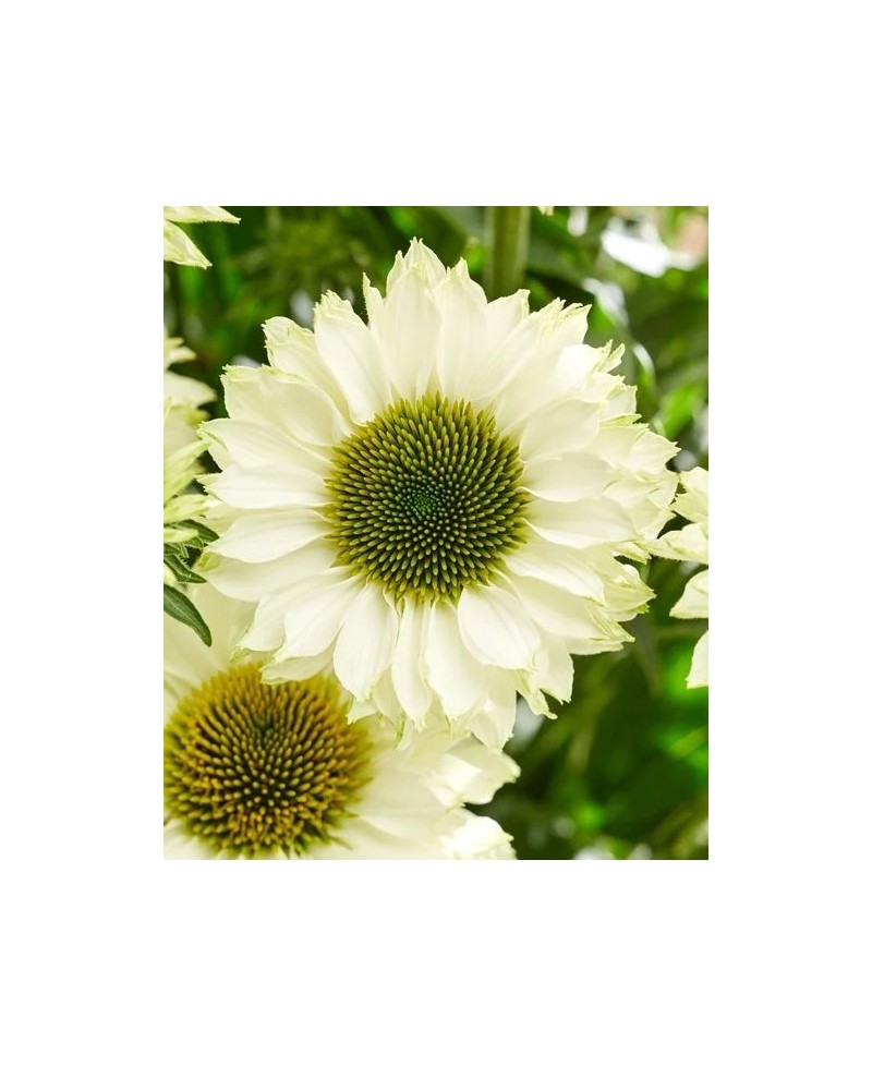 Jeżówka 'SunSeekers White Perfection' (Echinacea)