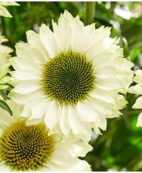 Jeżówka 'SunSeekers White Perfection' (Echinacea)