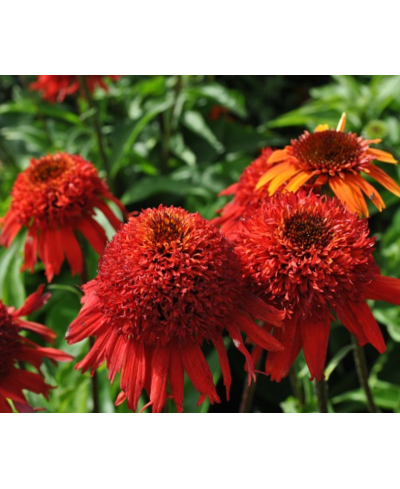Jeżówka 'Sweet Chili' – Pikantna Czerwień w Ogrodzie | Lavender-Byliny