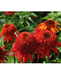 Jeżówka 'Sweet Chili' – Pikantna Czerwień w Ogrodzie | Lavender-Byliny