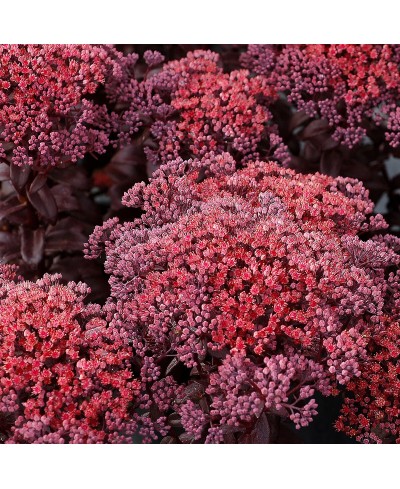 Rozchodnik karpacki ‘Dark Magic' (Sedum telephium)