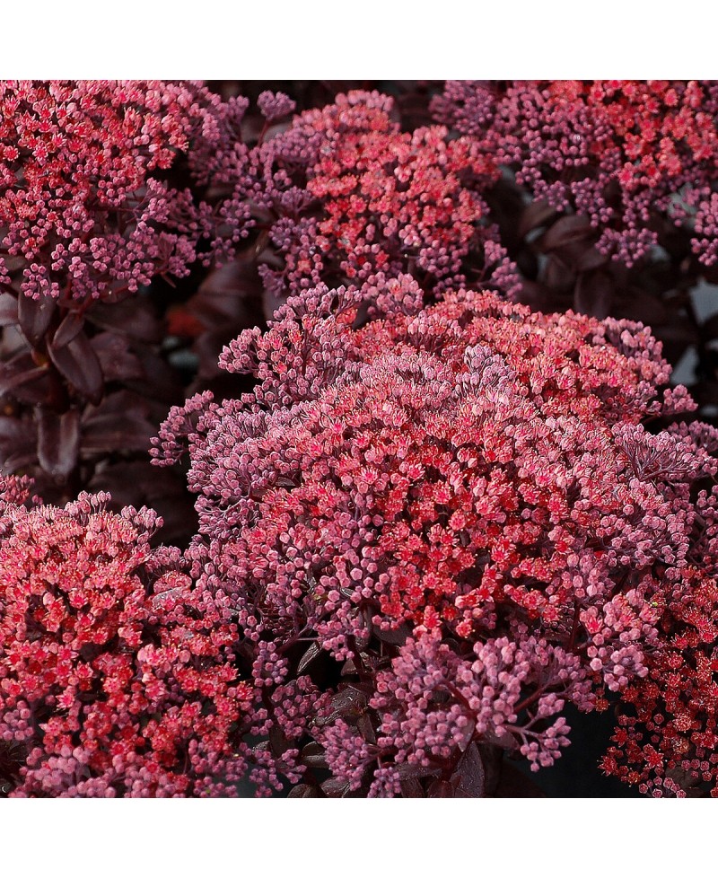 Rozchodnik karpacki ‘Dark Magic' (Sedum telephium)