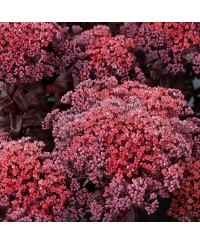 Rozchodnik karpacki ‘Dark Magic' (Sedum telephium)