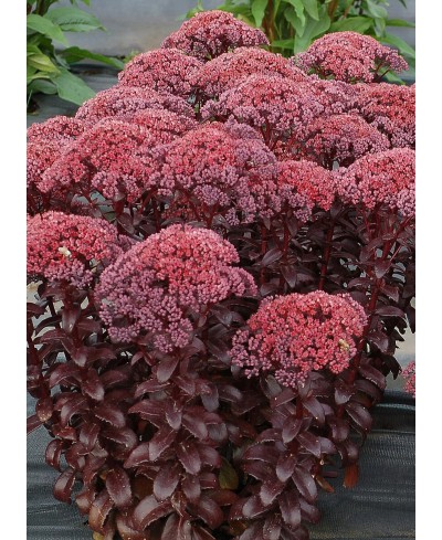 Rozchodnik karpacki ‘Dark Magic' (Sedum telephium)