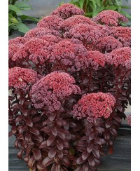 Rozchodnik karpacki ‘Dark Magic' (Sedum telephium)