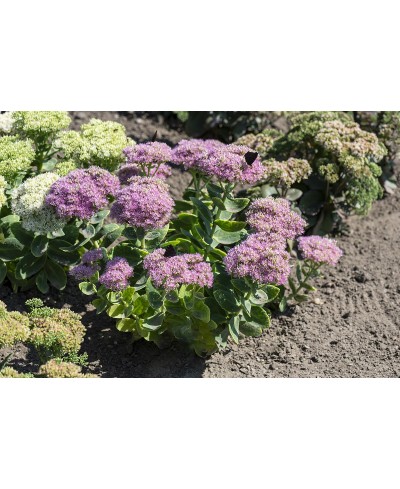 Rozchodnik okazały 'Brillant' (Sedum spectabile)