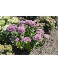 Rozchodnik okazały 'Brillant' (Sedum spectabile)