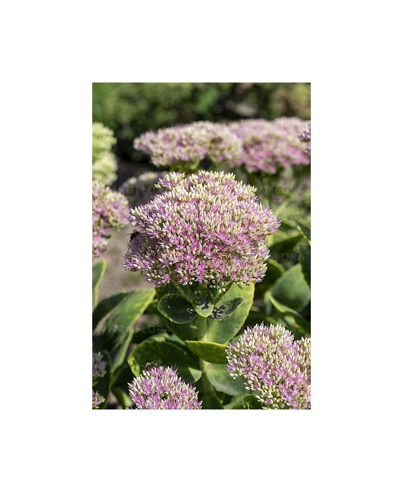 Rozchodnik okazały 'Brillant' (Sedum spectabile)