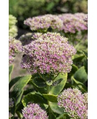 Rozchodnik okazały 'Brillant' (Sedum spectabile)