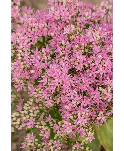 Rozchodnik okazały 'Brillant' (Sedum spectabile)