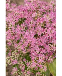 Rozchodnik okazały 'Brillant' (Sedum spectabile)