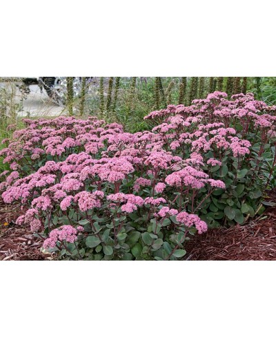 Rozchodnik okazały 'Matrona' (Sedum spectabile)