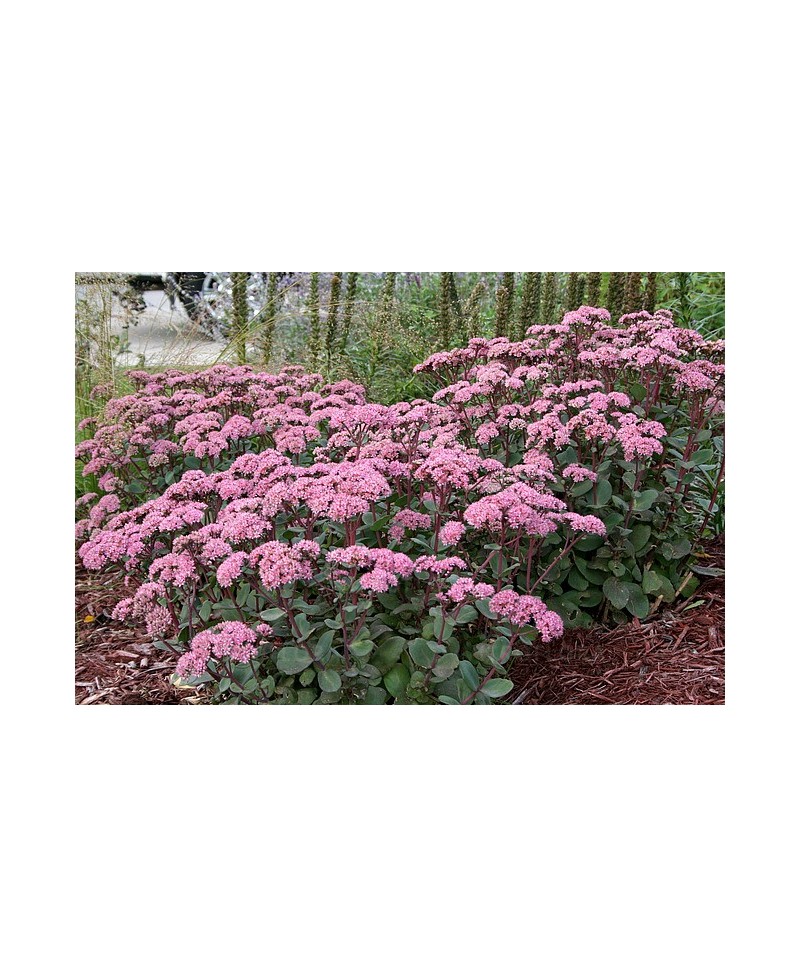 Rozchodnik okazały 'Matrona' (Sedum spectabile)