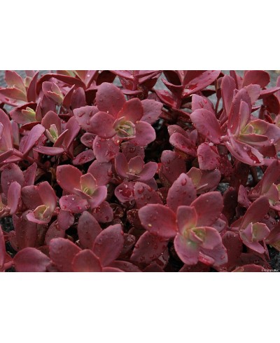 Rozchodnik 'SunSparkler Firecracker' Sedum hybrida