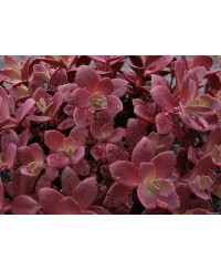Rozchodnik 'SunSparkler Firecracker' Sedum hybrida