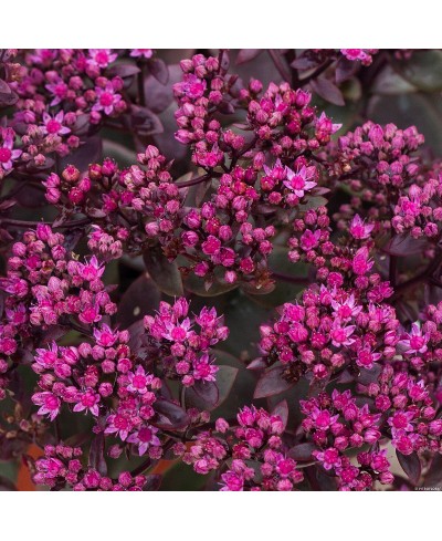 Rozchodnik 'SunSparkler Firecracker' Sedum hybrida