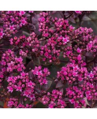 Rozchodnik 'SunSparkler Firecracker' Sedum hybrida