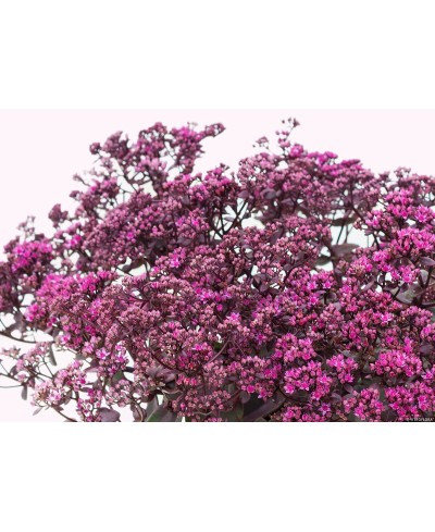 Rozchodnik 'SunSparkler Firecracker' Sedum hybrida