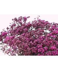 Rozchodnik 'SunSparkler Firecracker' Sedum hybrida