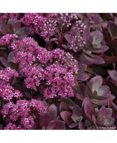 Rozchodnik 'SunSparkler Firecracker' Sedum hybrida