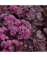 Rozchodnik 'SunSparkler Firecracker' Sedum hybrida