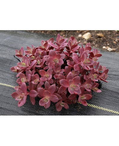 Rozchodnik 'SunSparkler Firecracker' Sedum hybrida