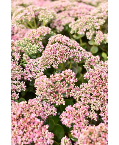 Rozchodnik 'SunSparkler Lime Zinger' Sedum hybrida