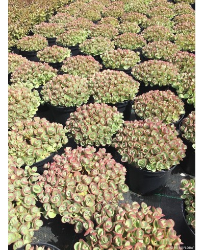 Rozchodnik 'SunSparkler Lime Zinger' Sedum hybrida