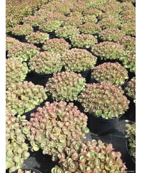 Rozchodnik 'SunSparkler Lime Zinger' Sedum hybrida