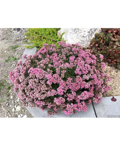 Rozchodnik 'SunSparkler Lime Zinger' Sedum hybrida
