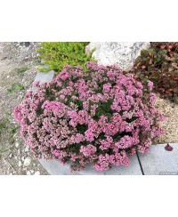 Rozchodnik 'SunSparkler Lime Zinger' Sedum hybrida