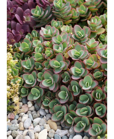 Rozchodnik 'SunSparkler Lime Zinger' Sedum hybrida