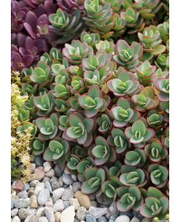 Rozchodnik 'SunSparkler Lime Zinger' Sedum hybrida