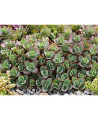 Rozchodnik 'SunSparkler Lime Zinger' Sedum hybrida