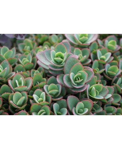 Rozchodnik 'LimeZinger' SunSparkler® – Limonkowy Dywan | Lavender-Byliny